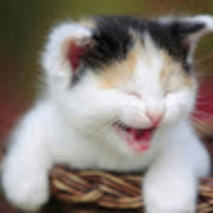 Meet your Posher, Miz